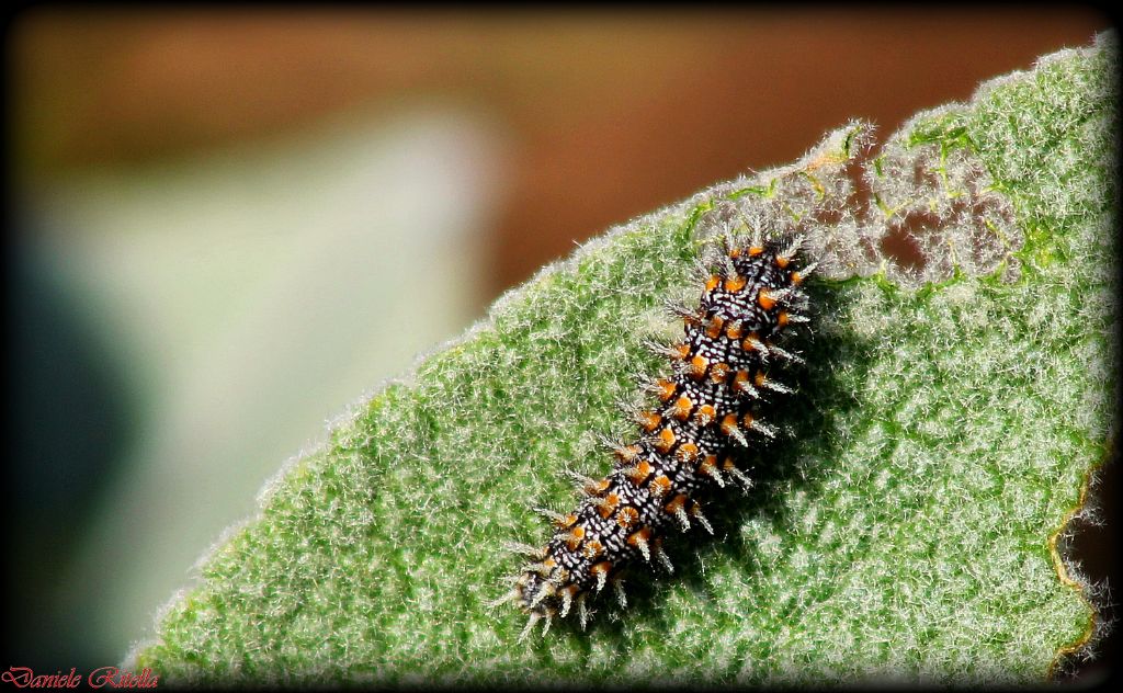 Bruco di Melitaea athalia???